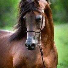 Схема вышивки «Черный шоколад»