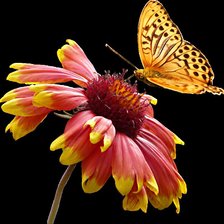 Схема вышивки «бабочка»