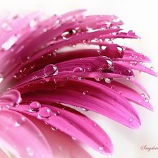 Схема вышивки «Гербера»