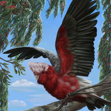 Схема вышивки «попугай»