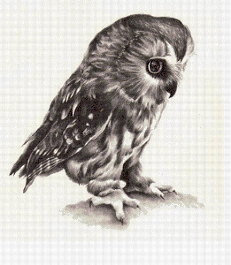 сова - черно-белый, сова, птицы - предпросмотр