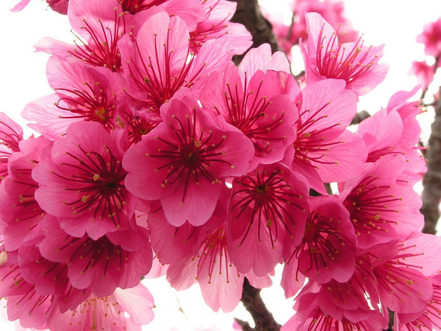 Сакура - сакура - оригинал