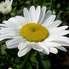 Схема вышивки «ромашка»