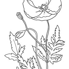 Схема вышивки «Витраж.Пейсли. Маки»