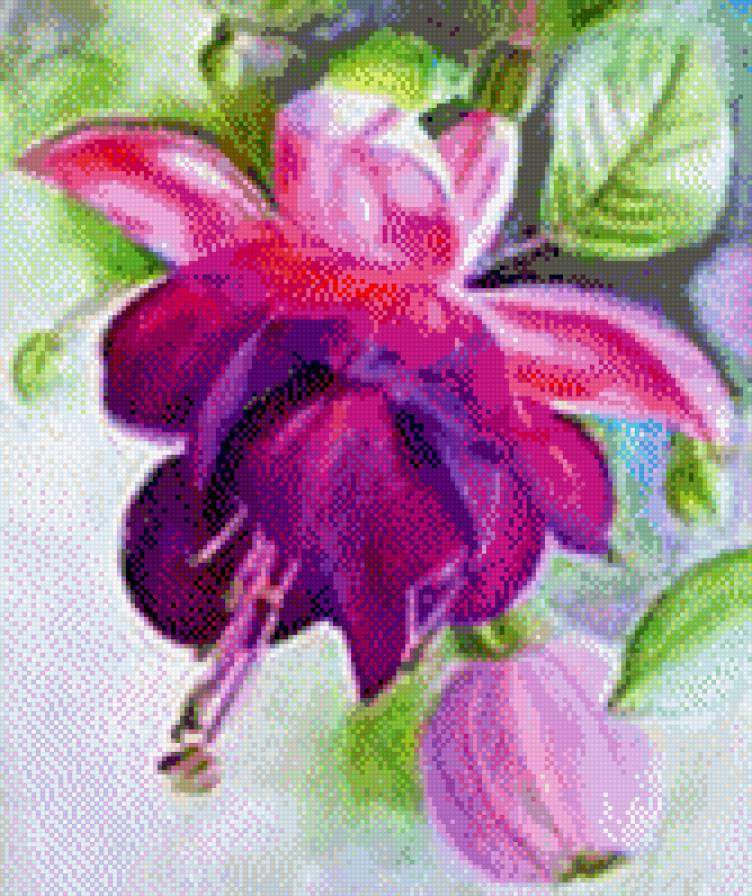 фуксия - цветы, фуксия - предпросмотр