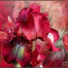 Схема вышивки «огненный ирис»