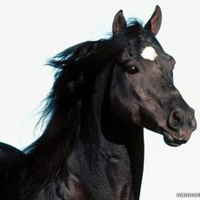 Схема вышивки «Легенда ночи»