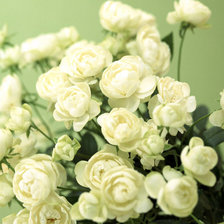 Схема вышивки «Белые розы»