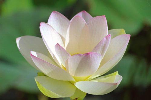 Белый лотос - индия, лотос, йога, буддизм, гармония - оригинал