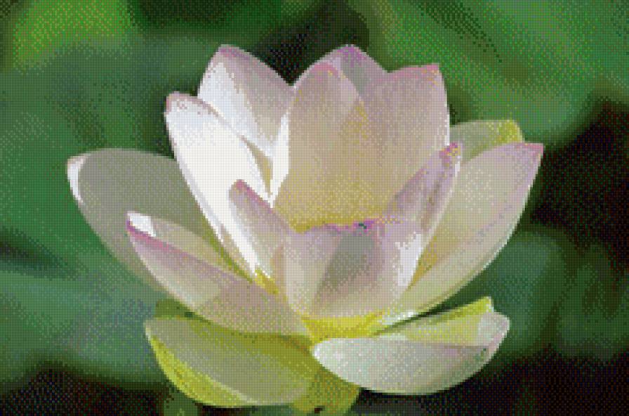Белый лотос - лотос, гармония, буддизм, йога, индия - предпросмотр
