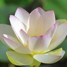 Схема вышивки «Белый лотос»