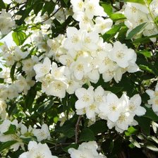 Схема вышивки «Жасмін»