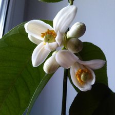 Схема вышивки «лимон»