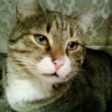 Схема вышивки «кот»