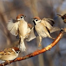 Схема вышивки «Воробьи»