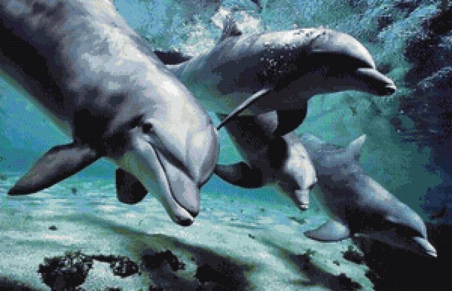 Дельфины - море - предпросмотр