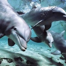 Схема вышивки «Дельфины»