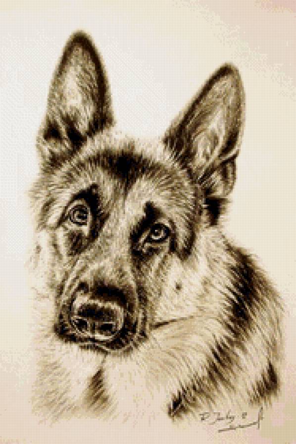 овчарка - монохром - предпросмотр