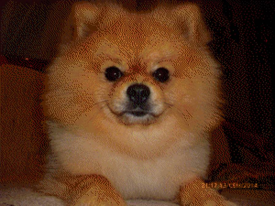 Карат - шпиц, пушистый песик - предпросмотр