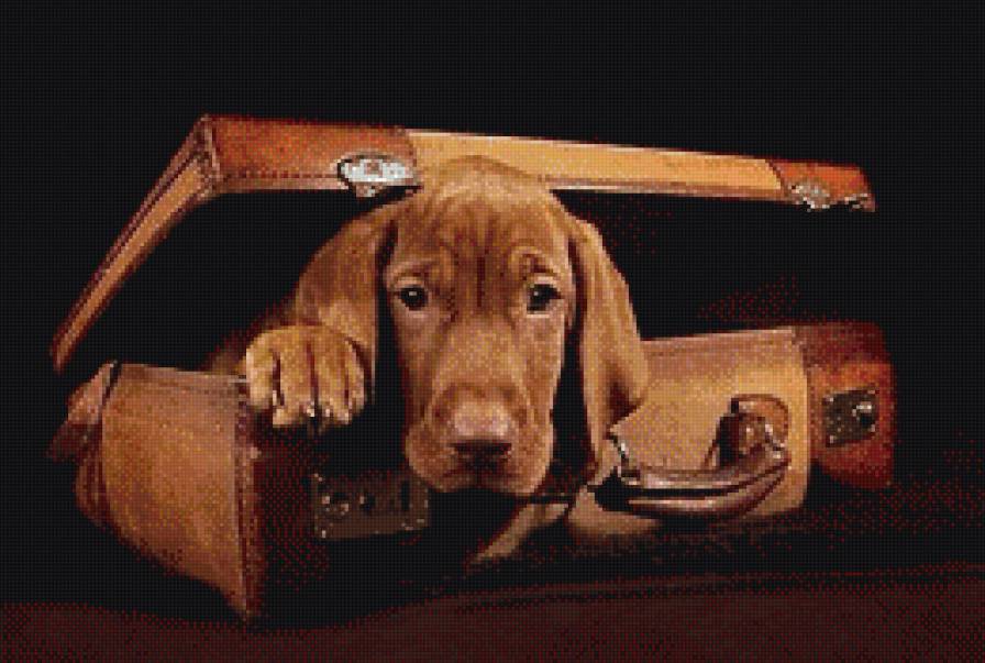 собака - животное, собака, друг - предпросмотр