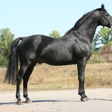 Вороной конь