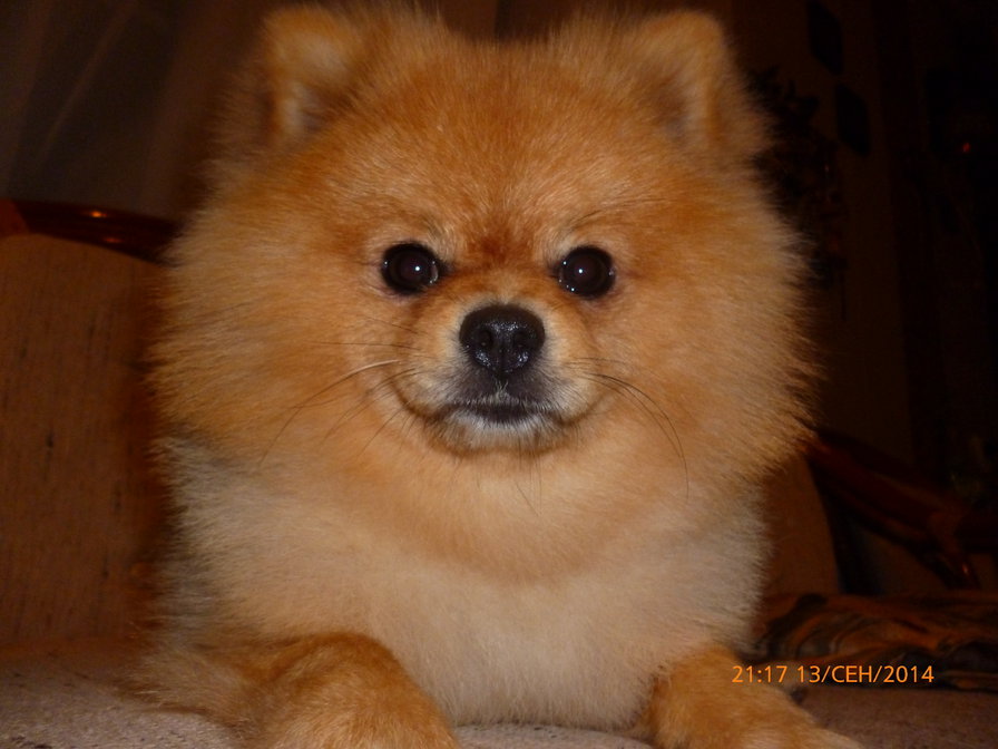 Карат в другом фомате - пушистый песик, шпиц - оригинал