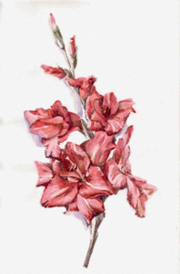 гладиолус - картина, цветок, гладиолус, панно - предпросмотр