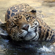 Схема вышивки «тигр»