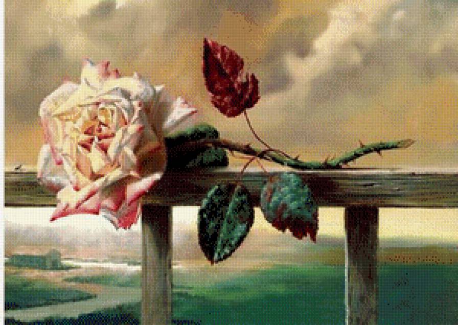 роза 17 - предпросмотр