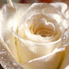 Схема вышивки «Роза в каплях росы»