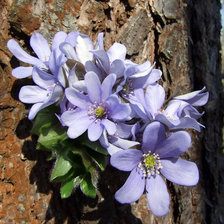 Схема вышивки «№864597»