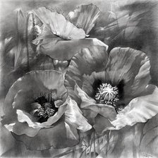 Схема вышивки «Маки»