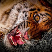 Схема вышивки «тигрище»