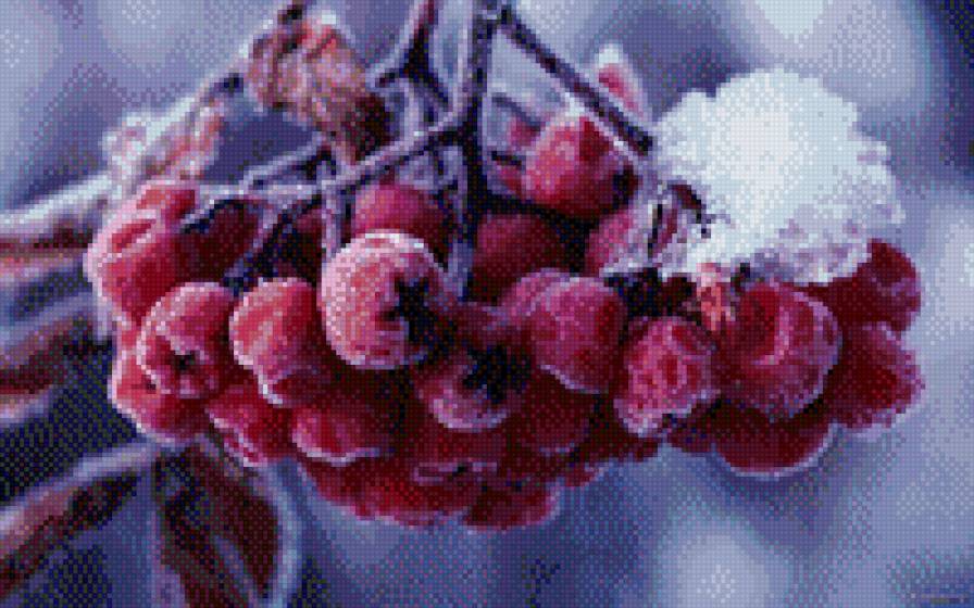 "Зимняя рябина" - рябина, зима, снег - предпросмотр