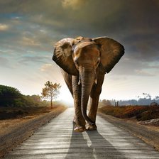 Схема вышивки «слон»