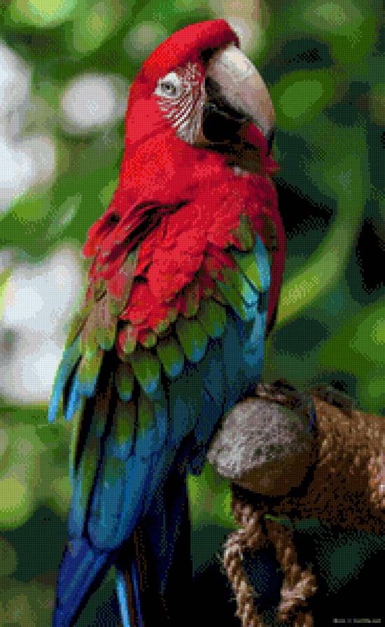 Попугай ара - ара, попугай - предпросмотр