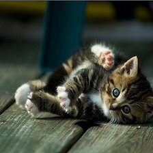 Схема вышивки «кися»