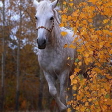 Схема вышивки «осенью»