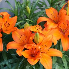 Схема вышивки «Яркие лилии»