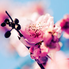 Схема вышивки «Ветка сакуры»