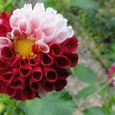 Схема вышивки «mandarwaa tsetseg»