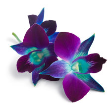 Схема вышивки «Орхидеи»