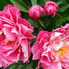 Схема вышивки «Пионы»