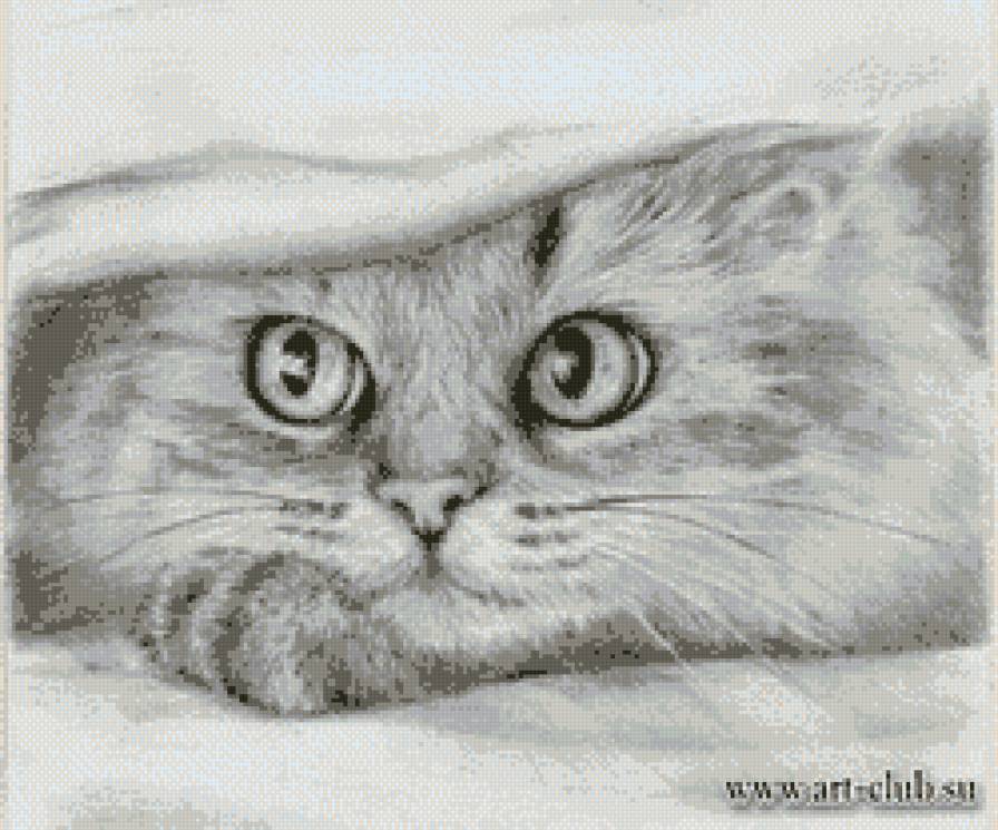 котик 4 - животные, графика, кот - предпросмотр