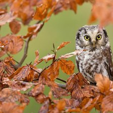 Схема вышивки «сова»