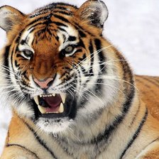 Схема вышивки «тигриная "улыбка"»