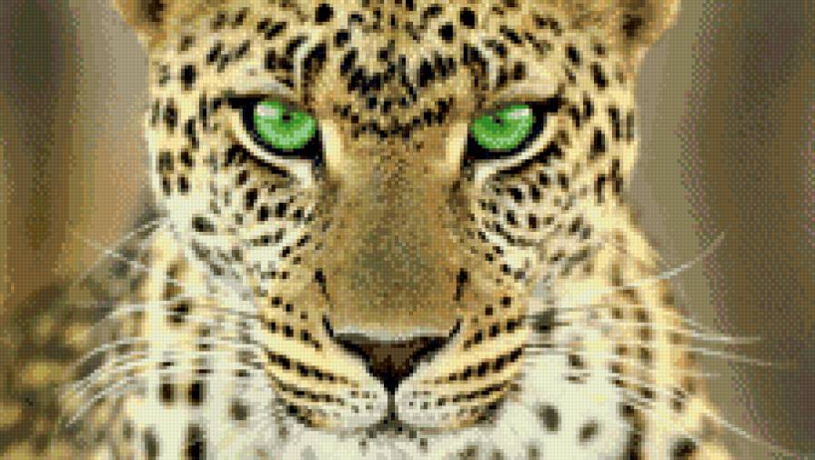 он всё видит - леопард, звери, хищник, природа - предпросмотр