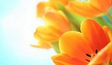 Схема вышивки «тюльпаны»