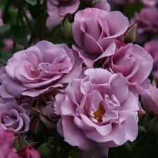 Схема вышивки «розовые розы»