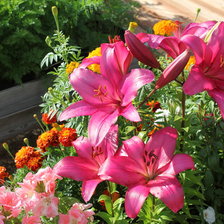 Схема вышивки «лилии»